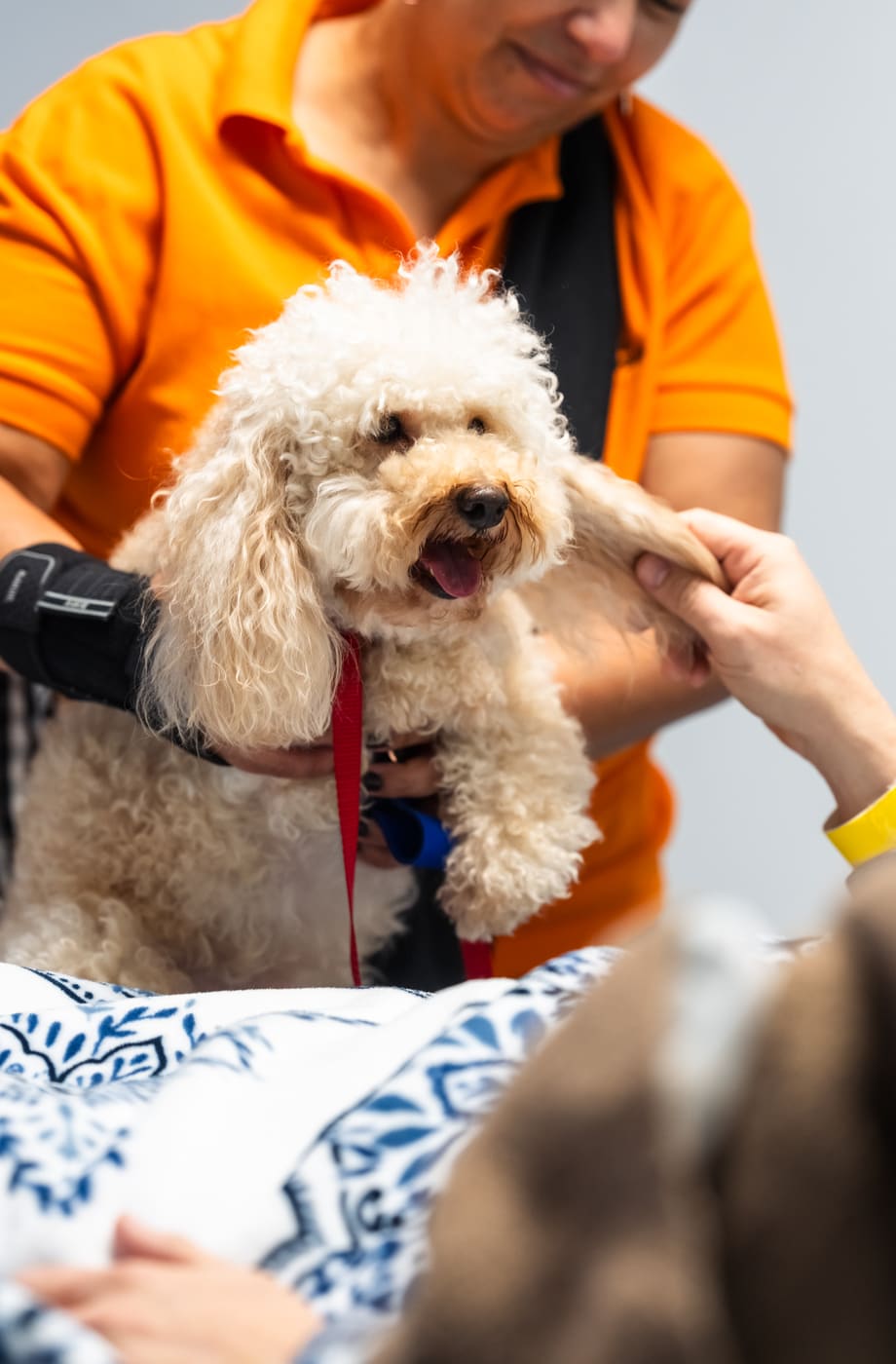 Terapia asistida con animales